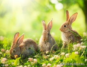 2019年属兔人多大了 生肖兔今年多少岁 