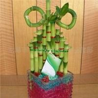 供应富贵竹Lucky bamboo指导价 供应富贵竹Lucky bamboo行情 龙海市九湖宏盛花卉经营部 