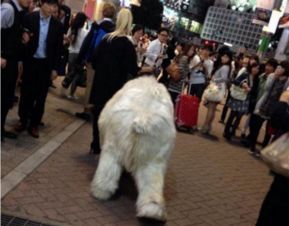 俄罗斯美女街头遛北极熊熊,吓傻日本人,另类宠物让路人纷纷围观