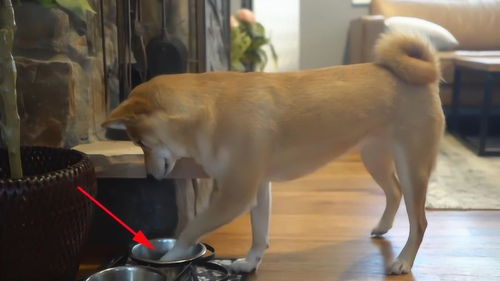 狗狗想喝水,这一刻,狗狗的肢体语言表达的太搞笑了 