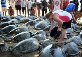 Rescue endangered marine turtles 