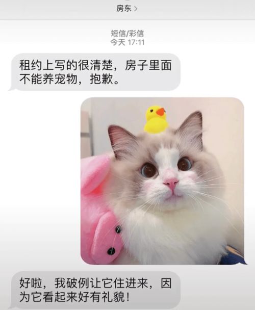 带猫租房,好心房东不要房租,让猫陪他一夜