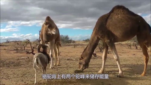 骆驼为什么喜欢吃仙人掌(骆驼为什么喜欢吃仙人掌呢)