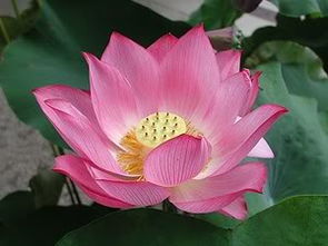 Lotus怎么读 lotus暗指什么女性