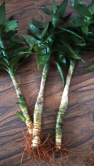 昨天在街上买的一种跟龙竹类似的植物,茎比龙竹粗些,叶子和龙竹一样,有根须,卖家说会开花,不知道这种 