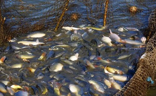 魚池魚死了用什麼消毒***好,養有魚的魚塘如何消毒,魚身體上有腐爛