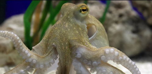 章鱼的大脑远超其它动物,是否可以进化成智慧生命,为什么