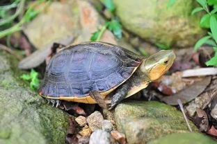 2012黄缘闭壳龟的龟苗多少钱一只？