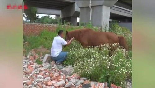 捡猫捡狗不算什么 这位大哥竟然捡到一匹马