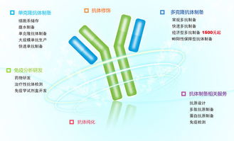 知名抗体公司的CST