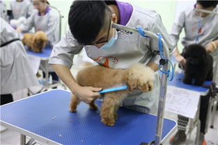 在郑州想当专业宠物美容师,学费贵不贵呢