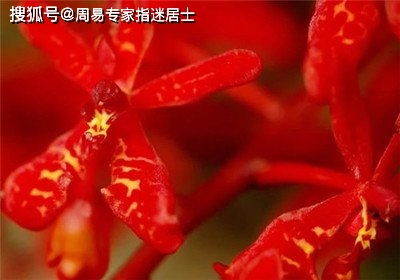 十二生肖2020年立秋节以后运气算命 感情趋平庸,留心要慧眼识人