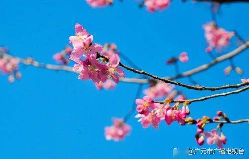 花开广元 广元各地花海齐绽放 暖风拂面春意浓