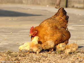 鸡得了大肠杆菌的症状 鸡大肠杆菌病的诊断要点有哪些
