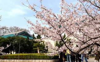 2018武汉大学樱花什么时候开樱花花期预测最佳观赏地在哪里