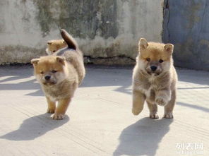 图 广东最大日系柴犬养殖场 欢迎来场参观挑选 广州宠物狗 