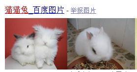 头部毛较长较多的兔子是什么品种名称 