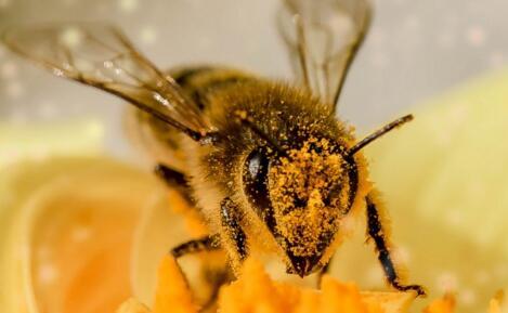 养50箱蜜蜂一年能挣多少钱 一箱中蜂每年产多少蜜