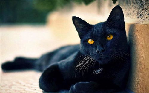 受伤黑猫为报恩开始担任猫护士,彻夜不眠照顾病狗,鼓励病友坚强
