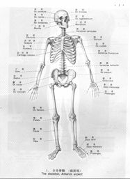 你能把那个英文版的骨骼图片 的 大图给我一下么 急用 谢谢