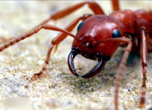 红蚂蚁有什么特点 