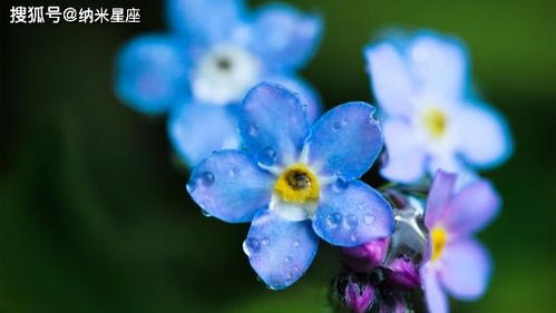 射手座星座守护花,射手座的幸运花儿是什么