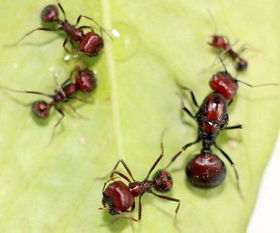 食人蚂蚁被人当成宠物饲养, 这几种宠物蚁, 最便宜的也要5000元 