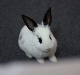 兔子能吃菠菜吗