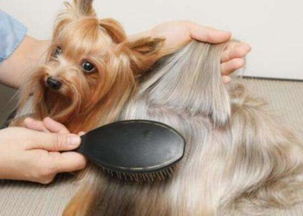铲屎官需了解小狗掉毛的原因,WOWO三文鱼油美毛膏帮助恢复毛发健康