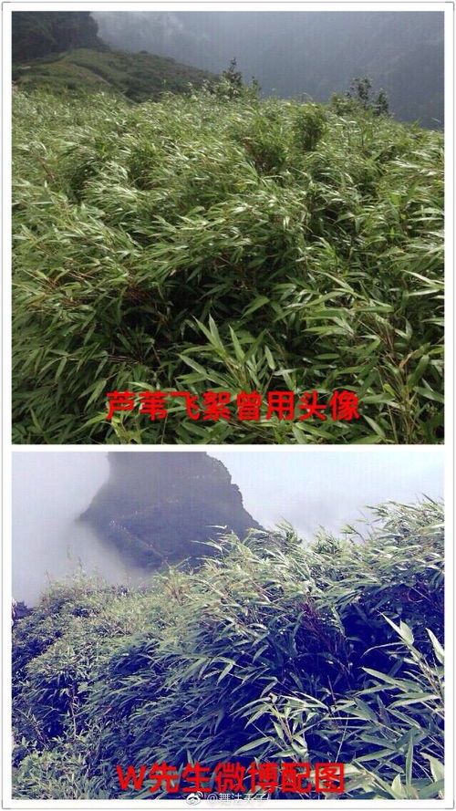 暗暗喜欢的男孩 虽然他智障