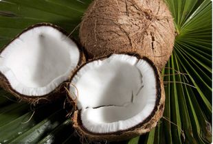 怎么分辨椰子有没有坏 