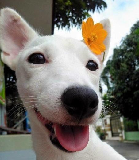 白色狗叼着粉花的原图 