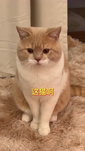 供了一只猫神 