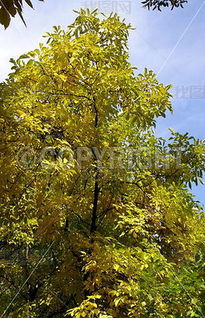JPG金黄色的树 JPG格式金黄色的树素材图片 JPG金黄色的树设计模板 我图网 