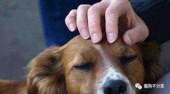 摸狗头对于狗狗来说意味着什么