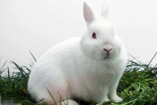 谁是生肖兔的 超级贵人 属兔人适合做什么行业 你选对了吗