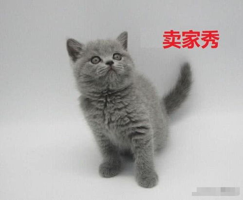 姑娘网购了一只小蓝猫,几个月后看着猫咪的长相要哭了