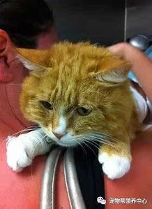 身患重病的橘猫长期睡不好,直到暖心兽医帮它戴上眼罩后....
