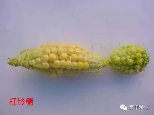 注意20种玉米不良图片