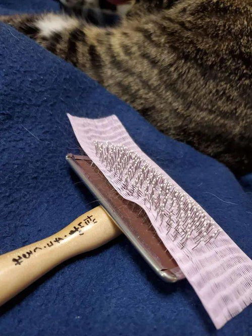 给猫梳毛时在梳子上套上一层网,还有这个秒用,好实用