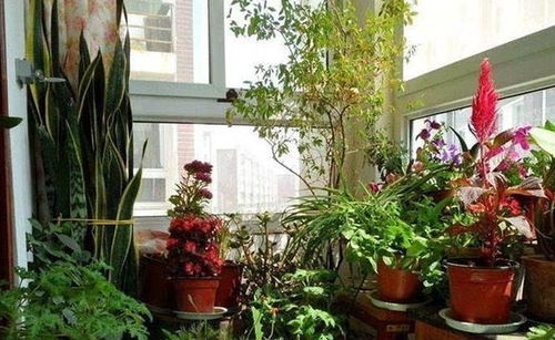 想让家里的阳台美成 小花房 ,布局要整洁,再养上一些植物