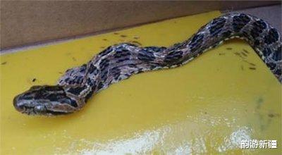 湖南的繁花林蛇,也叫金钱豹,是毒蛇哦