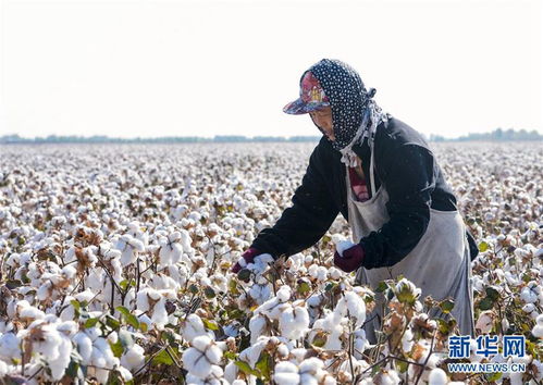 新疆 北疆棉花开始进入采摘期 