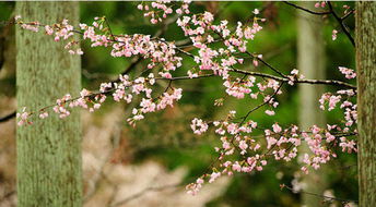 日本樱花图片 享受最美樱花图片 