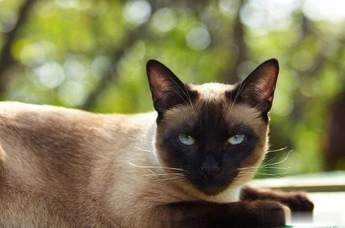 家里养暹罗猫吉利吗,暹罗猫有什么寓意或象征？