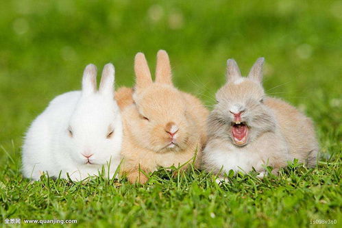 兔子一般吃什么 兔子不能吃什么