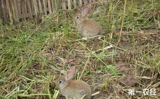 杂交野兔怎么养 杂交野兔养殖