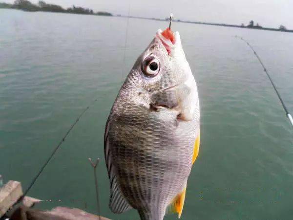 我国黄海中有种鱼名叫 黄鲷鱼 肉质鲜美,特别好钓