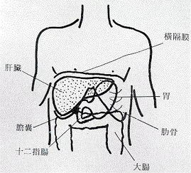 肝脏的位置