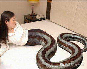 奇闻异事 印尼人头蛇身怪物震惊世界